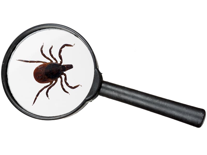15 tips para alejar a los insectos - ¿Y las garrapatas?