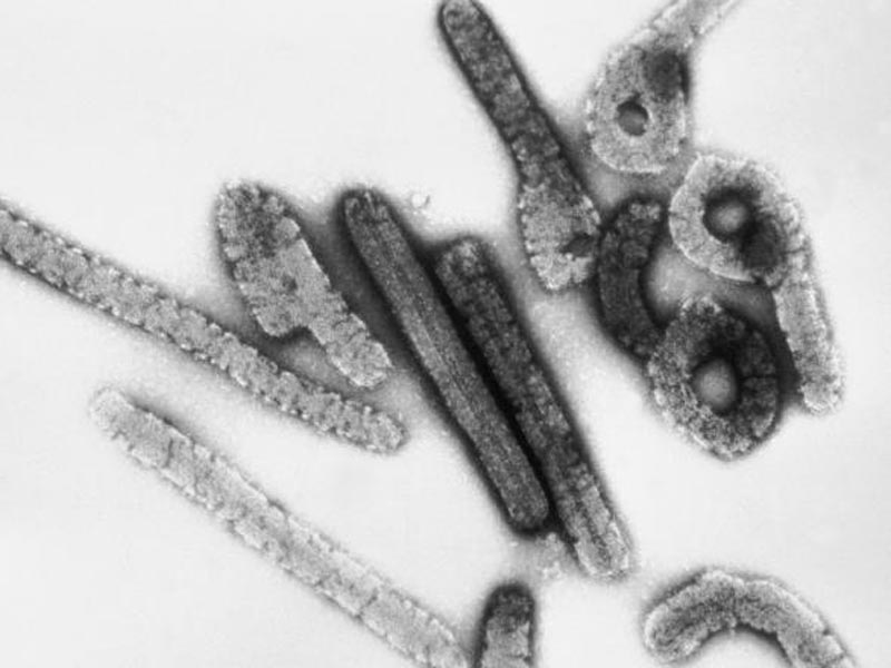 Los 7 virus hermanos del Ébola - 7. Virus Ravn