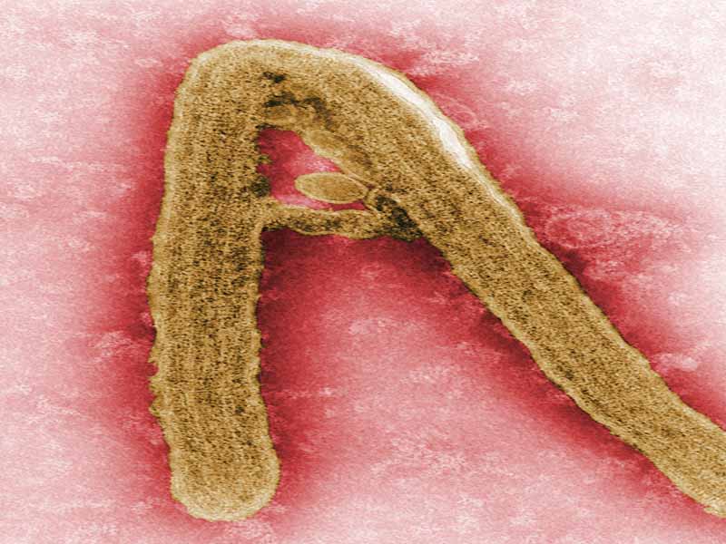 Los 7 virus hermanos del Ébola - 1. Virus Marburg 