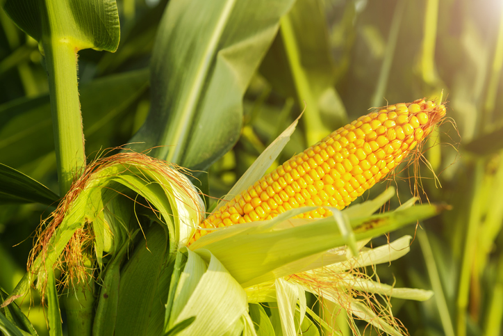 Todo lo que el maíz puede hacer por tu salud - En la historia