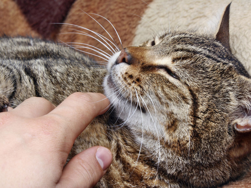 Los gatos ¿promueven o ahuyentan la salud? - #1 Menos estrés