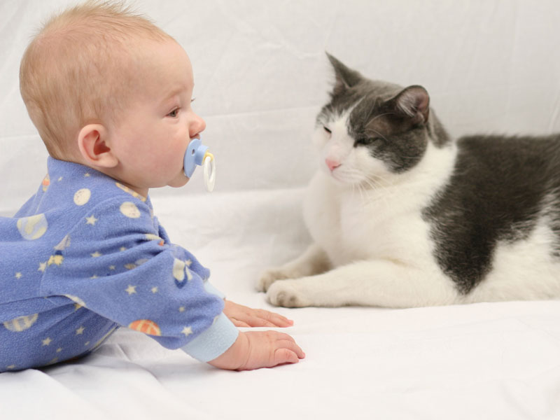 Los gatos ¿promueven o ahuyentan la salud? - #3 Niños más sanos