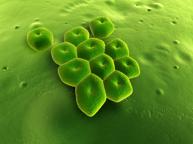 Las 7 bacterias más asesinas - 7. Acinetobacter baumannii 
