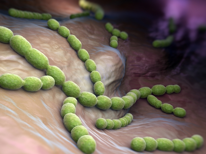 Las 7 bacterias más asesinas - 1. Streptococcus pneumoniae
