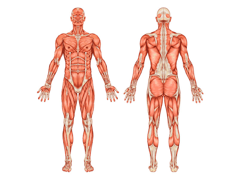 ¿Qué le pasa a nuestro cuerpo cuando morimos? - Endurecimiento gradual