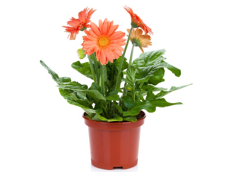10 plantas que ayudan a purificar el aire - Gerbera Daisy
