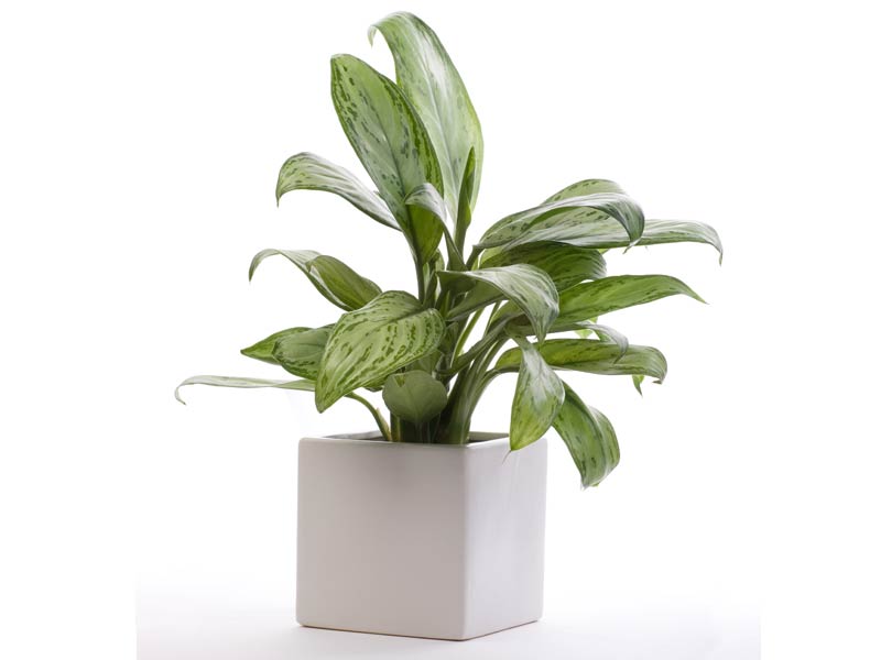 10 plantas que ayudan a purificar el aire - Aglaonema modestum