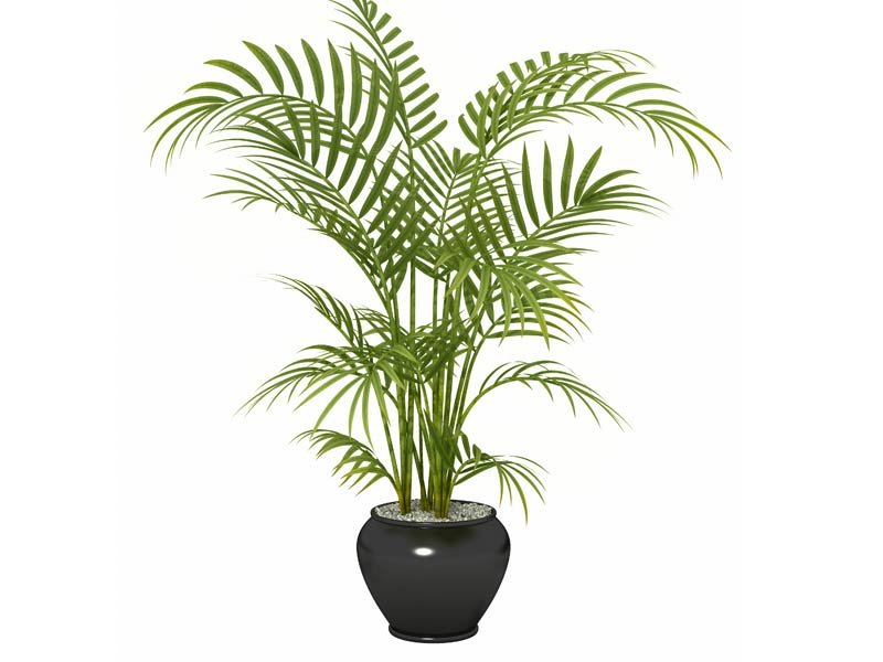 10 plantas que ayudan a purificar el aire - Palmera de bambú