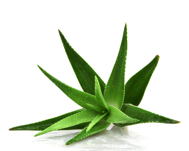 10 plantas que ayudan a purificar el aire - Aloe vera