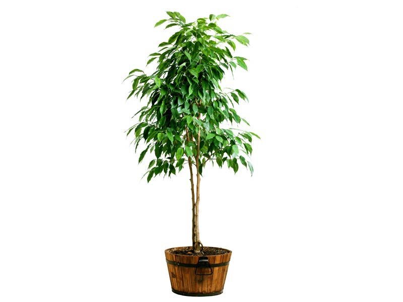 10 plantas que ayudan a purificar el aire - Ficus benjamina