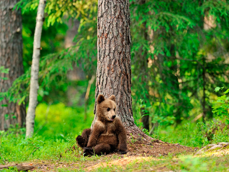 10 peligros que pueden arruinar tu verano - 6. ¿Y si me encuentro un oso?