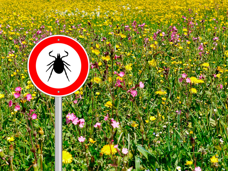 Enfermedad de Lyme, la amenaza del verano - Clima de enfermedad