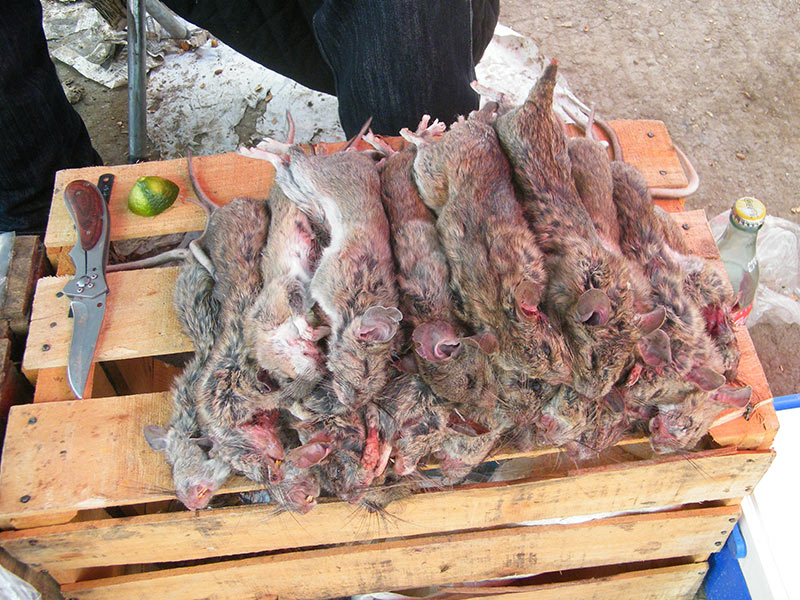 Carne de rata: ¿un plato curativo o peligroso? - ¿En peligro de extinción?