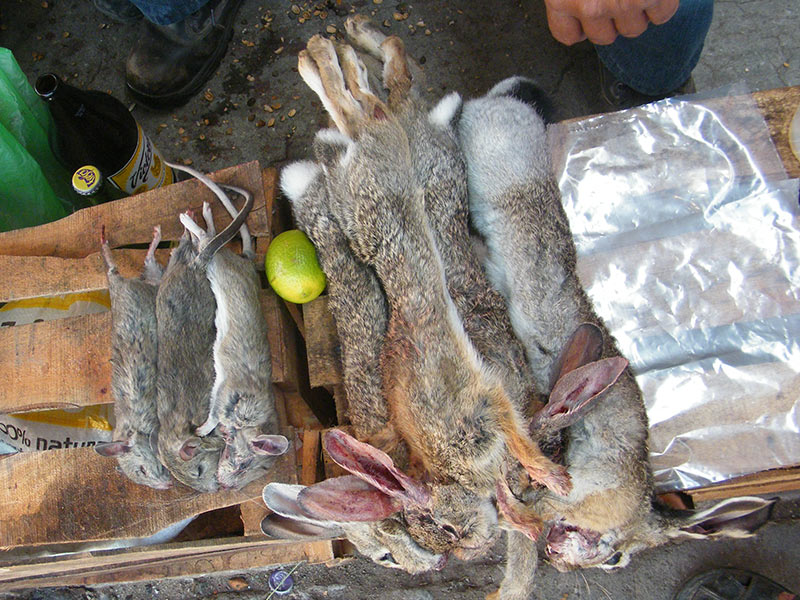 Carne de rata: ¿un plato curativo o peligroso? - Del campo a la mesa