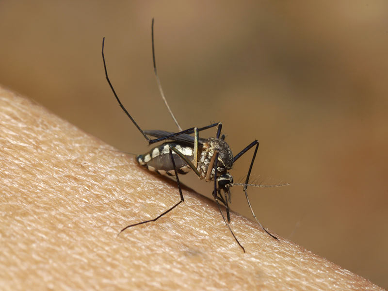 Las epidemias del 2016 - 1. Dengue