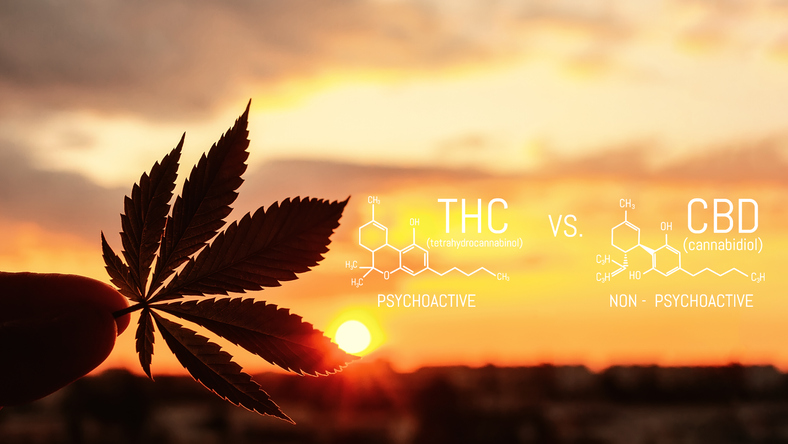 Cannabidiol, cannabinoides y THC ¿en qué se diferencian? - CDB O THC