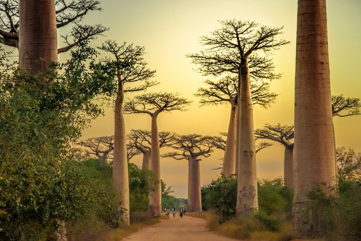 Baobab: el superalimento africano para perder peso - 