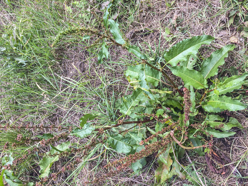 Lengua De Vaca Planta Propiedades - Dragon’s Tongue Care: How To Grow Dragon’s Tongue Plants In Water