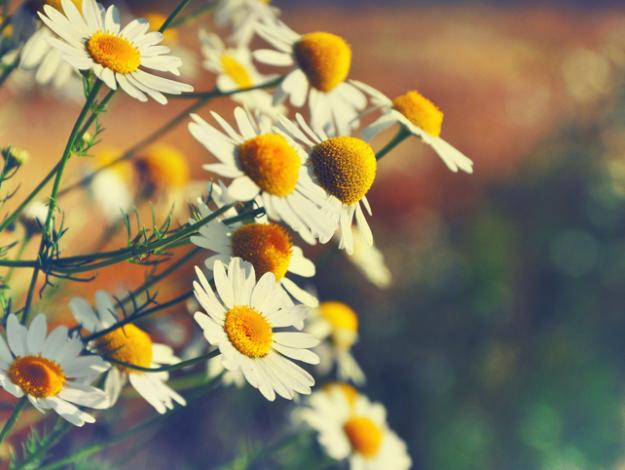 10 beneficios de la manzanilla para la salud - Una flor con historia