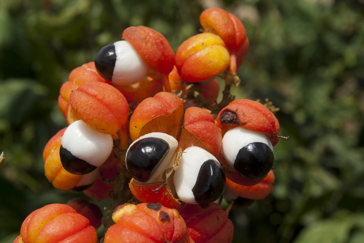 Beneficios del guaraná, la planta con más cafeína -  Es rico en antioxidantes
