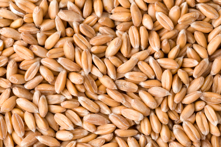 Beneficios de la espelta, el sustituto nutritivo del trigo - Reguladora de las hormonas