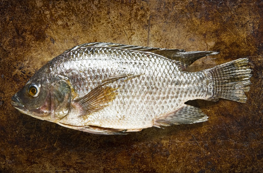 12 noticias de salud que nos dejaron con la boca abierta - 10. Curan las quemaduras con piel de peces