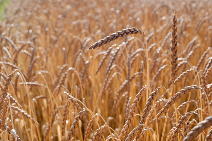 Beneficios de la espelta, el sustituto nutritivo del trigo - 