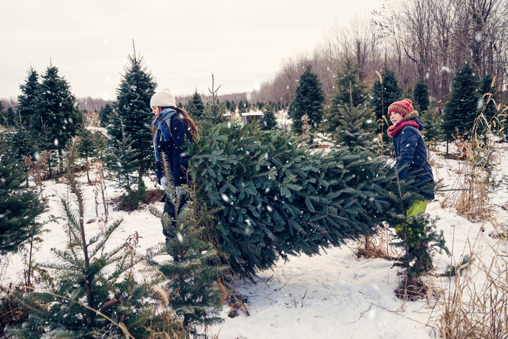 Cómo armar un árbol de Navidad seguro para los niños - Árbol: natural o artificial