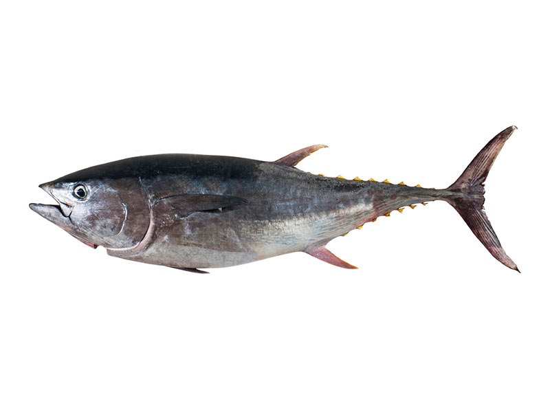 10 deliciosos beneficios del atún - 1. Alto valor nutricional