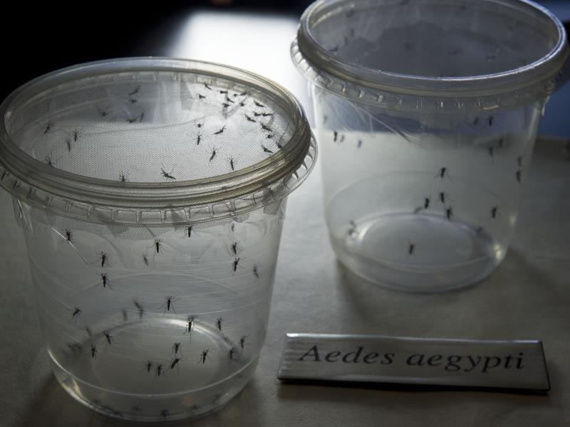 10 cosas que debes saber sobre el virus del Zika - 1. ¿Qué es y cómo se contagia?