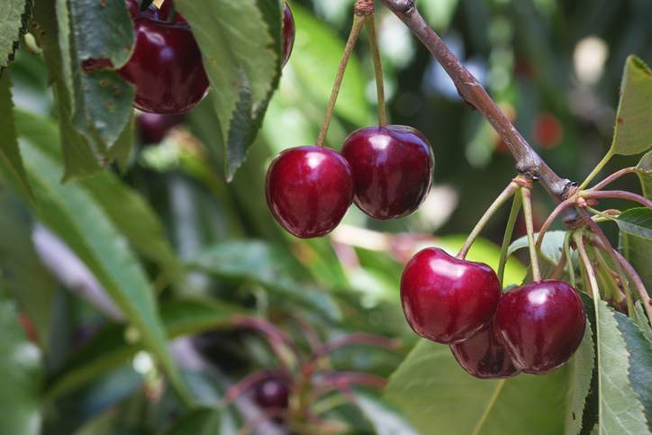 Cuáles son los beneficios de comer cerezas - 