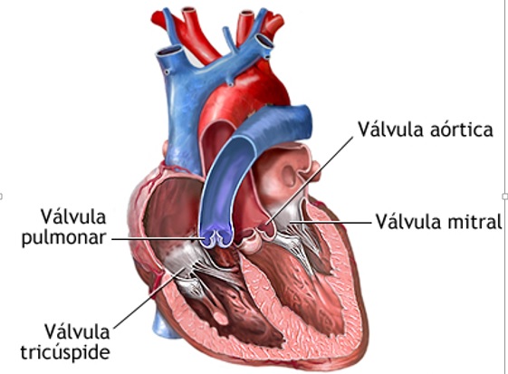 ¿Qué es un soplo cardíaco? causas, síntomas y tratamiento - Anatomía del corazón