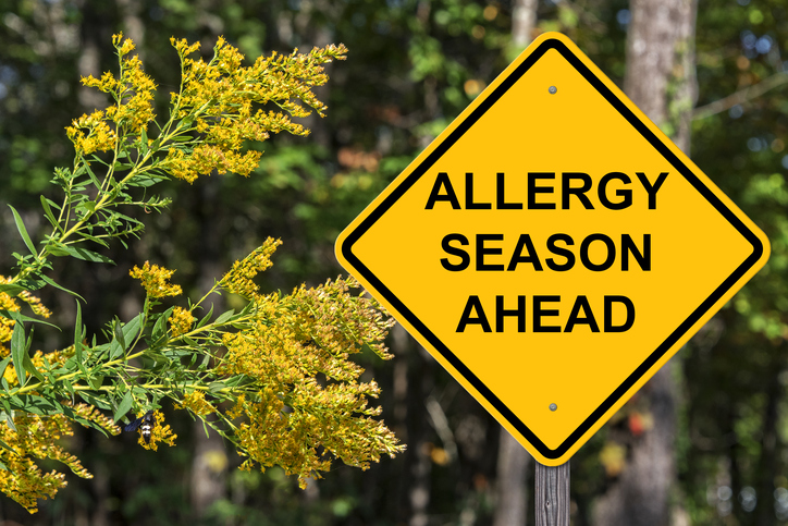 ¿Cuáles son las hierbas o árboles que provocan alergias? - 