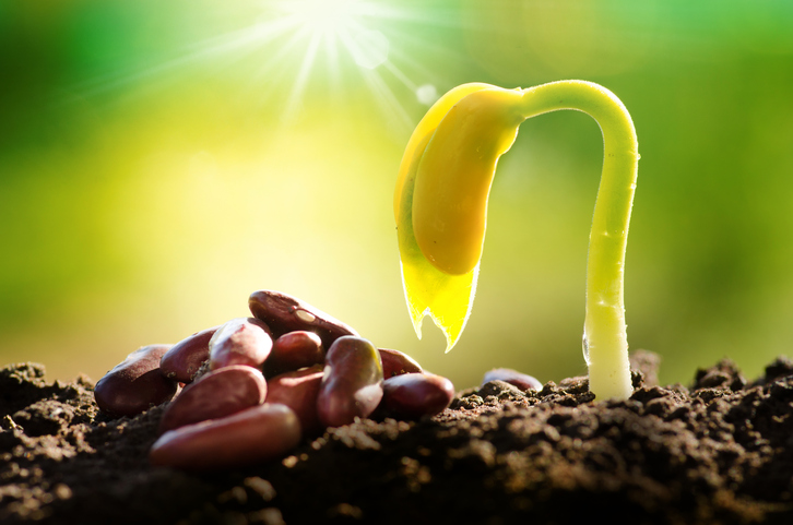 Los pros y los contras  de los germinados - Alimentos vivos
