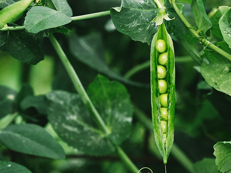 10 vegetales que pueden crecer en tu jardín - 2. Guisantes