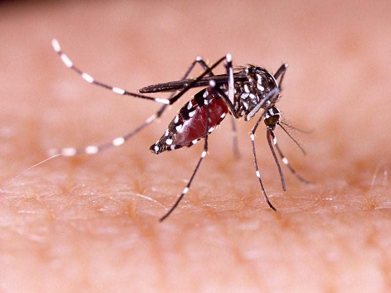 Mitos y verdades sobre la donación de sangre - 2. Hay peligro de contraer Zika