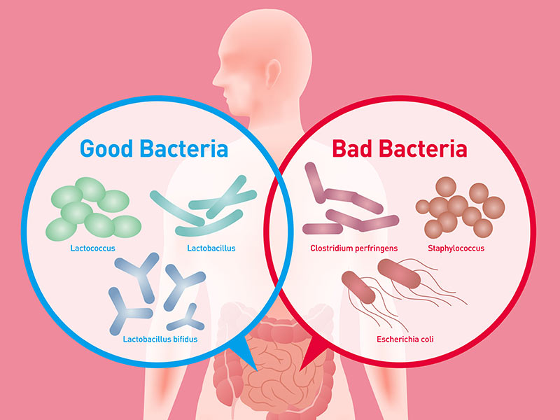 Si quieres estar saludable, come bacterias - Bifidobacterias