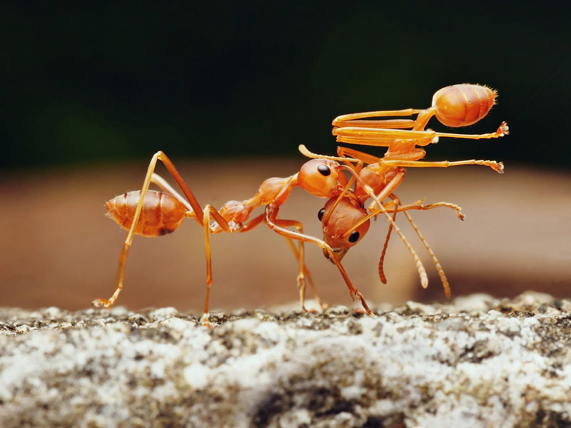 Insectos, feos pero nutritivos - Hormigas fortificantes