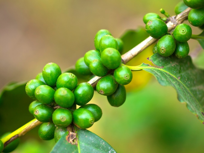 Qué es el café verde y cuáles son sus propiedades - ¿Previene el Parkinson?