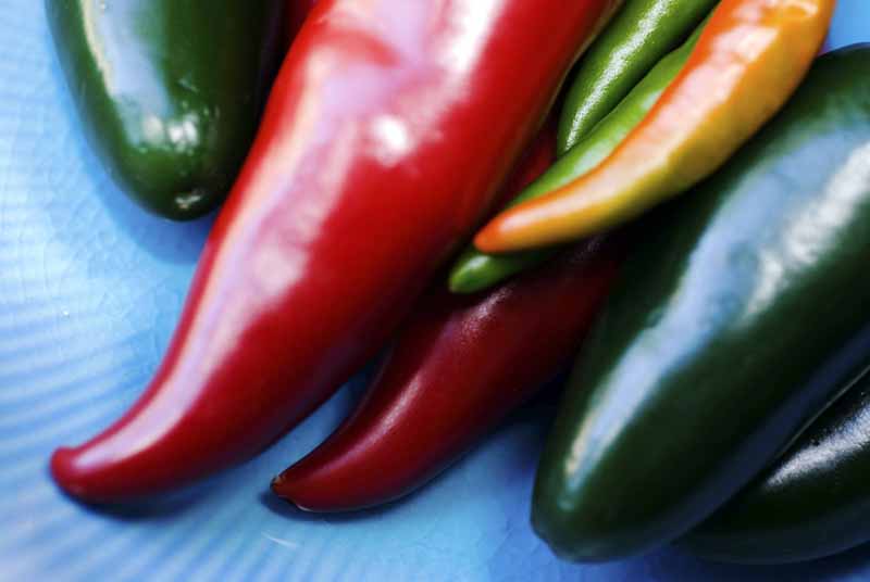 ¿Sabías que el Chile picante protege el estómago? - ¿De qué depende el color del chile?