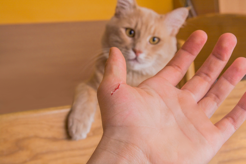 Un ara azo de gato puede causar una grave infecci n